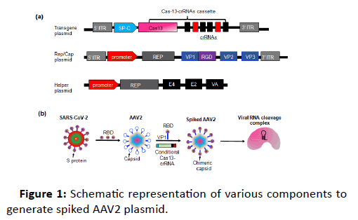 plasmid