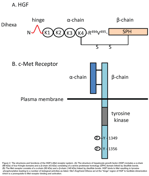 Small Molecule Angiv Based Analogs To Treat Alzheimers Disease Insight Medical Publishing