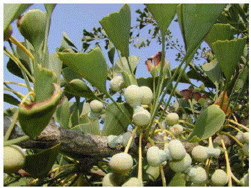 Ginkgo