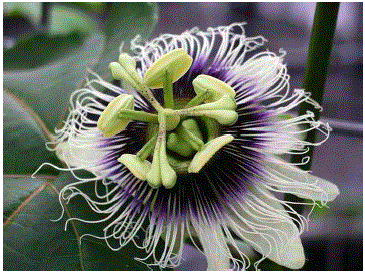 Passiflora
