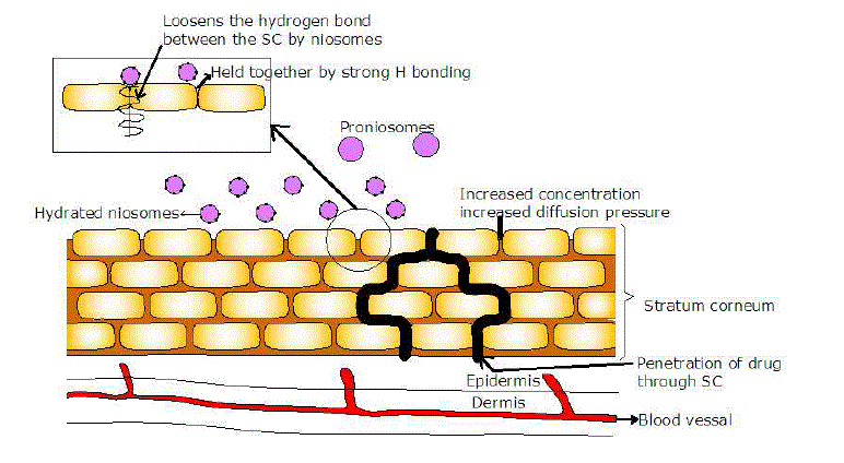 proniosomes